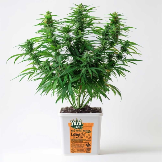 Grow Bucket Living Soil organic